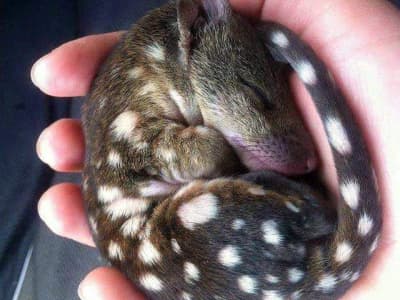 bébé chat marsupial