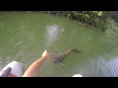 Faire nager un canard sur la Garonne...