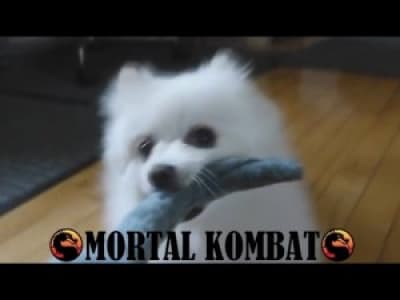 Gabe the Dog - Mortal Kombat