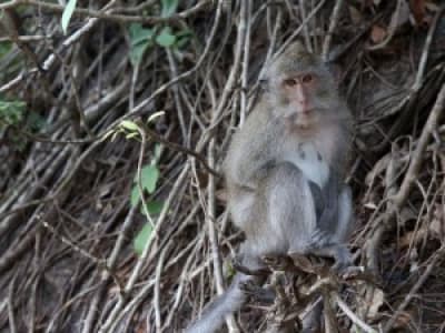 Une centaine de macaques euthanasiés dans un parc animalier 