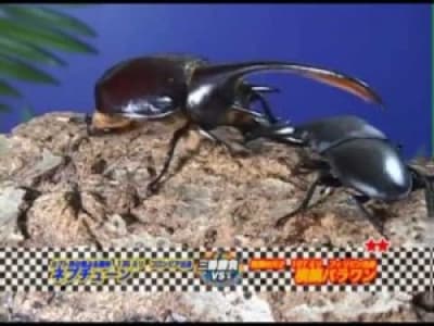 La violence des combats d'insectes japonais