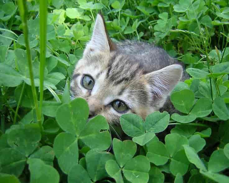 Un chat trop mignon qui se cache dans les trèfles