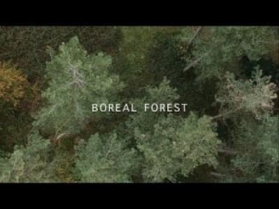 [Jazz] Mammal Hands - Boreal Forest