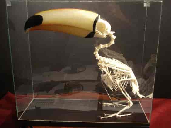 Un squelette de toucan