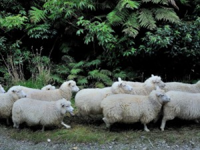 http://www.nouvelobs.com/en-direct/a-chaud/23326-dingueca-animaux-bande-moutons-defonces-cannabis-terreur.html