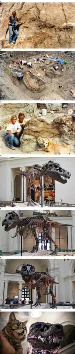 Sue, le fossile de Tyrannosaure le plus complet et le mieux conservé jamais découvert