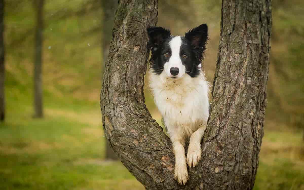 L'arbre à chiens