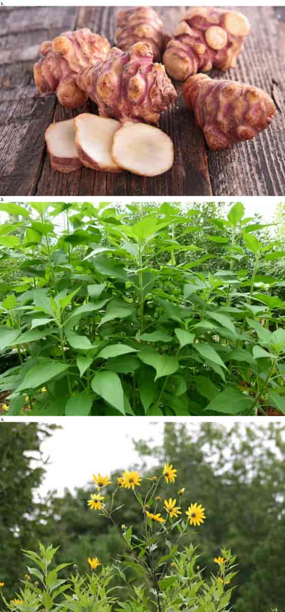 Le topinambour, le plus facile à cultiver de tout les légumes.