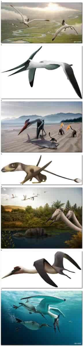 Pteros: l'Enyclopédie des Pterosaures