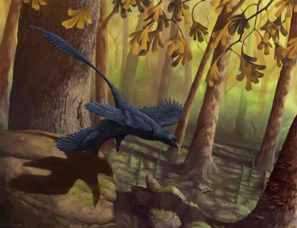 Paleoart: Microraptor