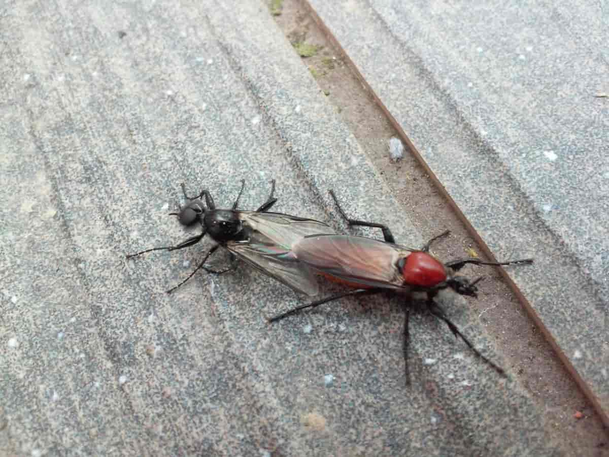 Quels sont ces insectes qui copulent (?) sur ma terrasse ?