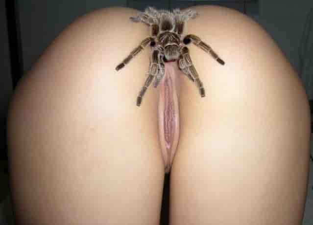&quot;The ass of spider&quot;