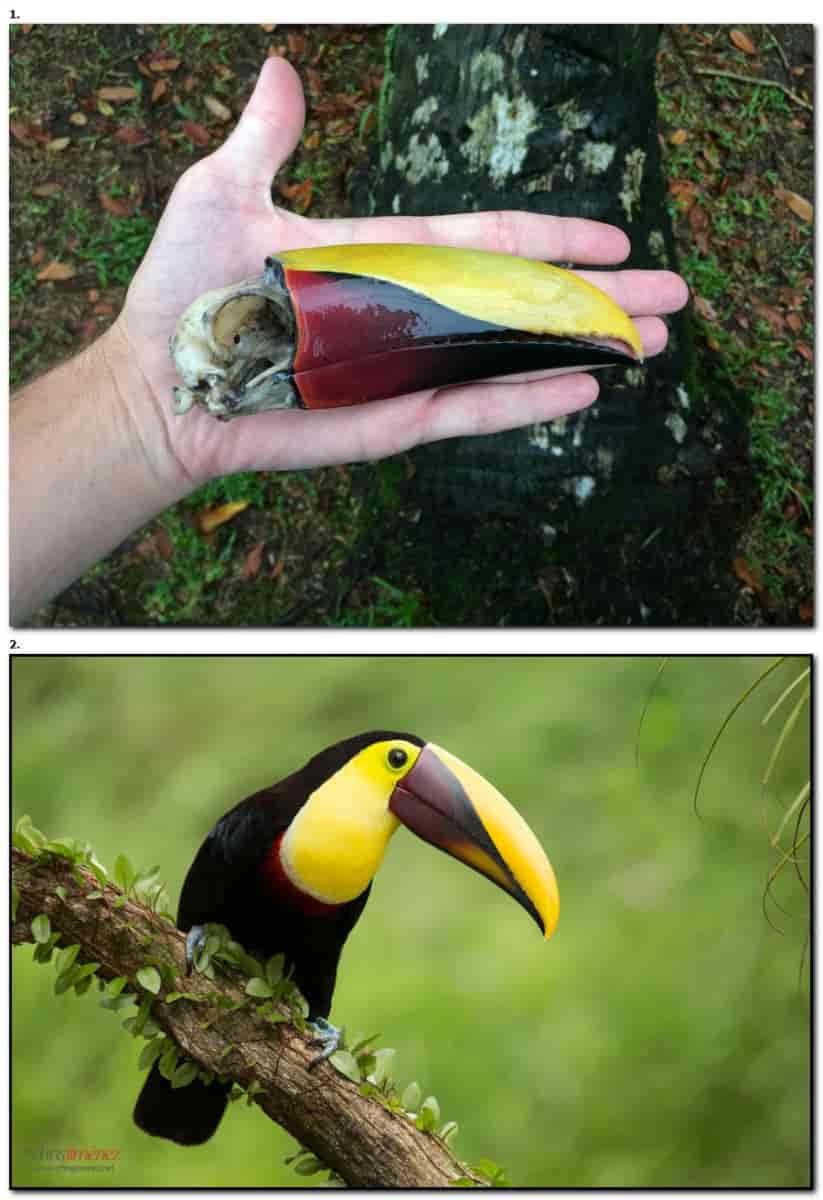 Le bec d'un toucan conserve ses couleurs vives même après la mort