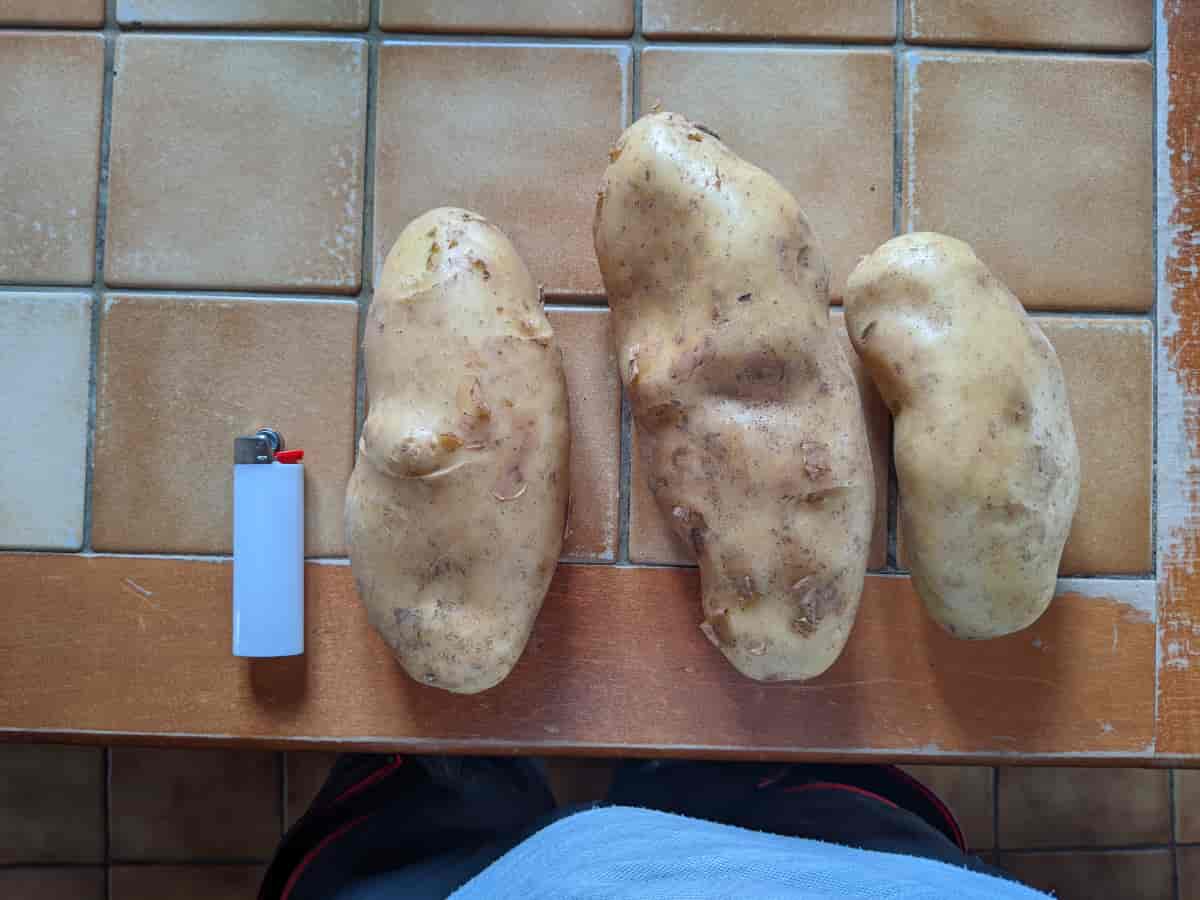 J'ai retrouvé le gros patates dans mon jardin
