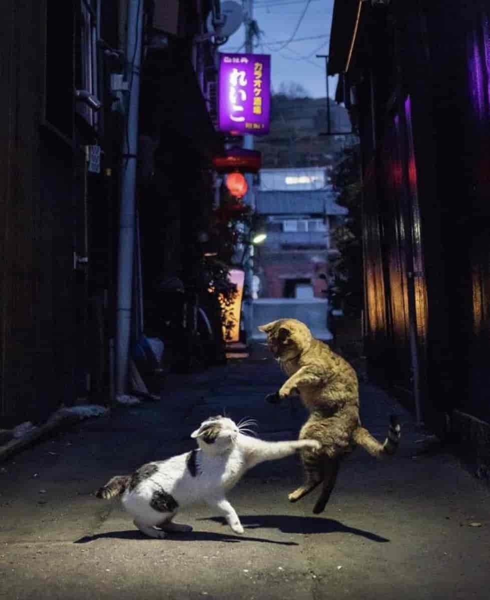 Cats fighting dans une ruelle au Japon