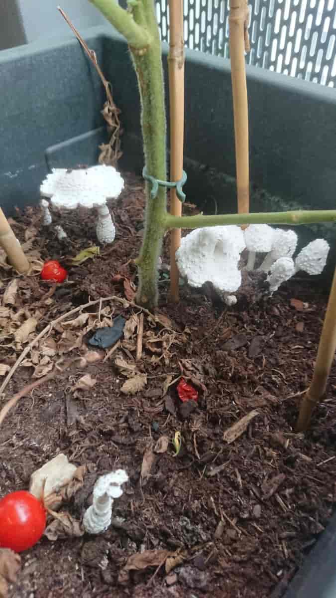 C'est quoi ces champignons ?