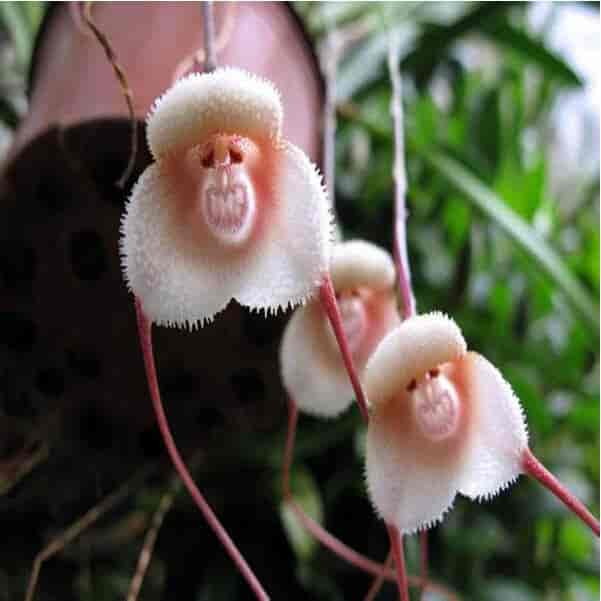 Orchidée têtes de singe (Dracula simia)