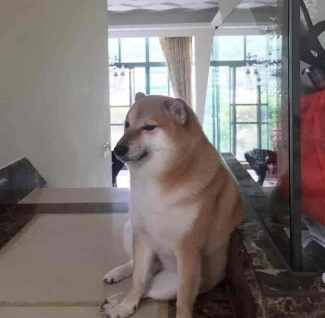 Balltze, le Shiba Inu à l’origine du meme chien fort, est décédé lors d’une opération après plusieurs mois de combat.