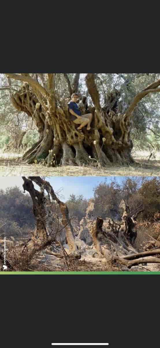 Cet olivier sur le sol de Rovies en Grèce avait 2500 ans.