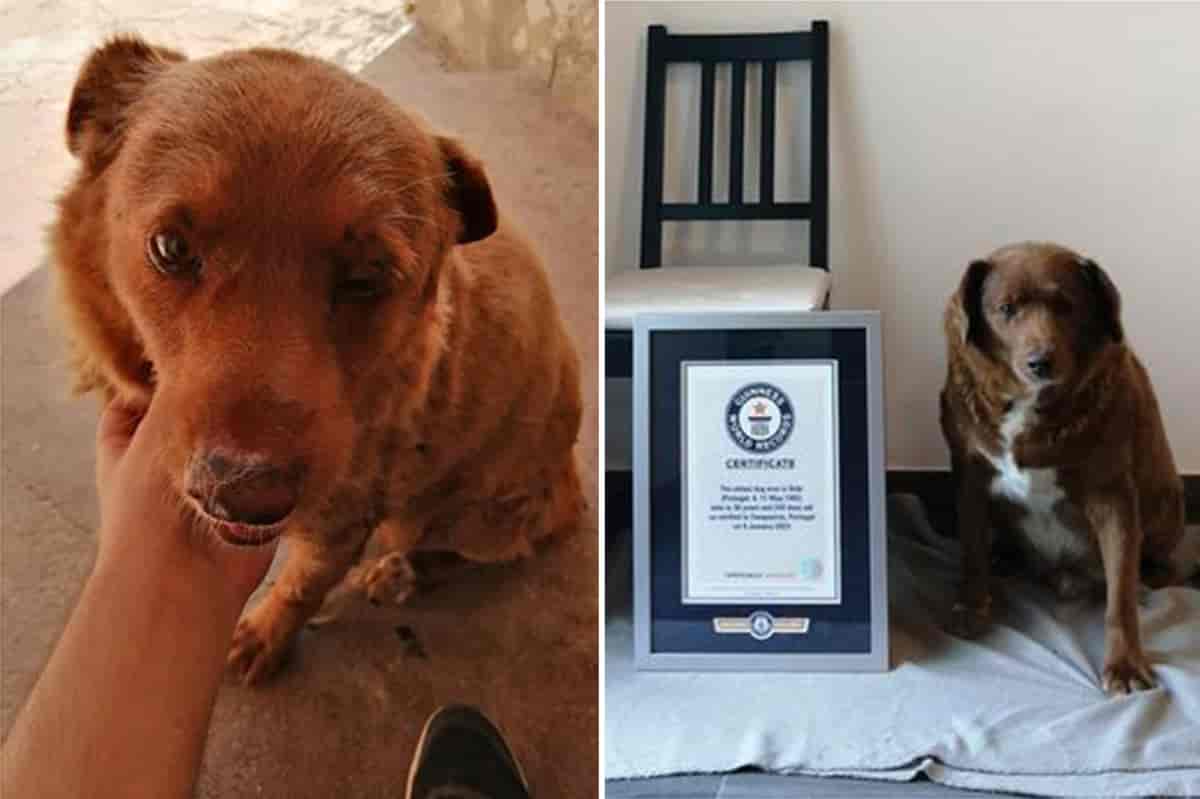 RIP Bobi, le plus vieux chien du monde - 31 ans