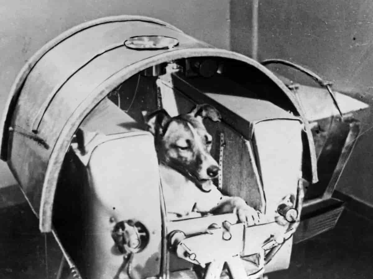 Il y a 66 ans, le 3 novembre 1957, la chienne Laïka était envoyée dans l'espace pour un voyage sans retour...