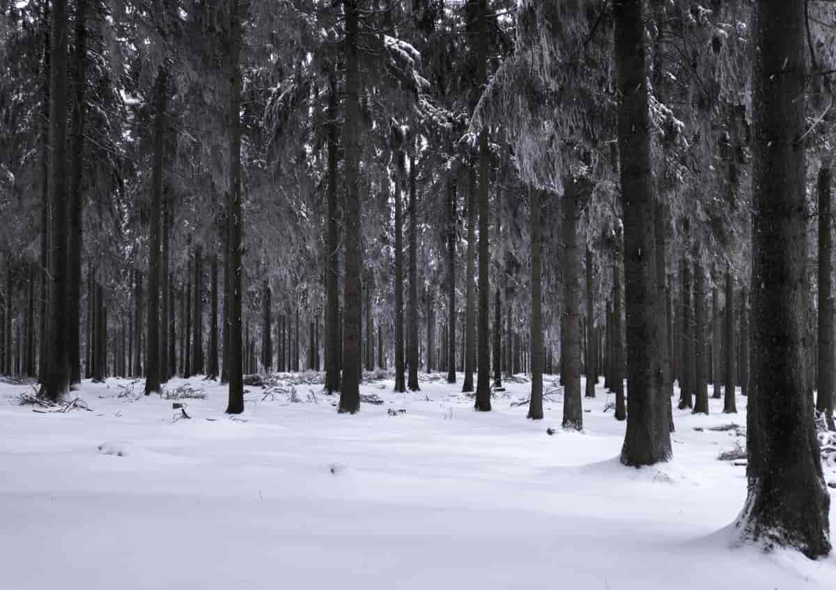 Forêt de sapins sous la neige immaculée - Feldberg, Taunus