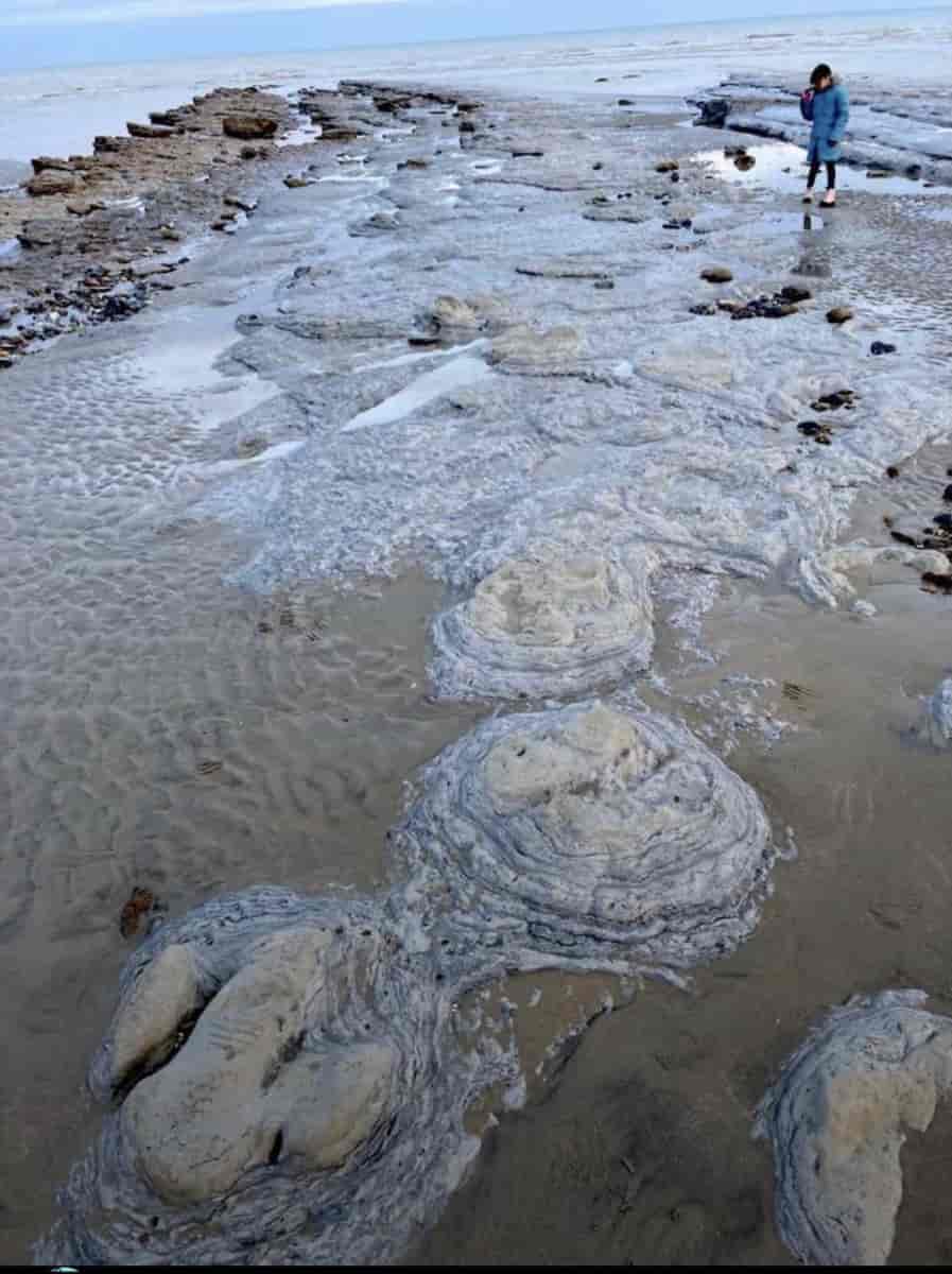 Empreintes fossile de dinosaure à marée basse