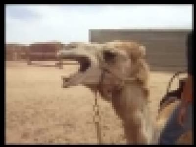 Death metal camel
