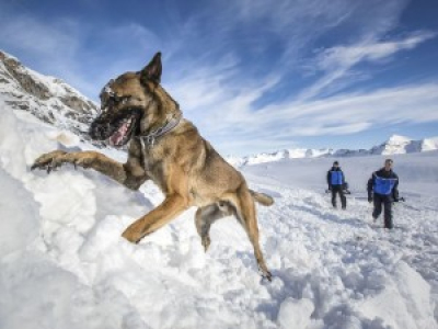 https://www.telestar.fr/societe/vie-quotidienne/d-un-refuge-grenoblois-au-sauvetage-en-montagne-l-etonnante-histoire-de-sonni-le-chien-d-avalanche-332507#xtor=RSS-2689