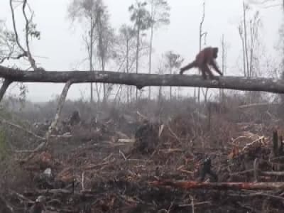 Un orang-outan se bat contre un bulldozer