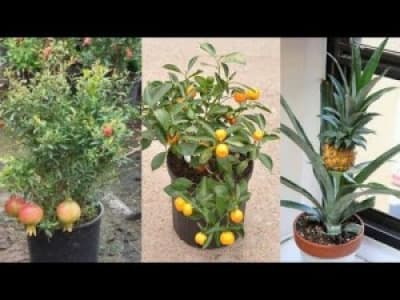 6 fruits à faire pousser en appartement ou petit jardin