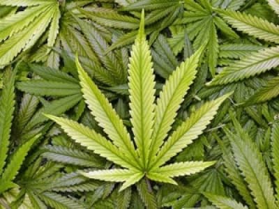 Légalisation de la marijuana en Géorgie 
