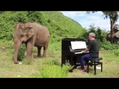 Il joue du piano pour un éléphant aveugle