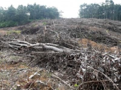 Déforestation : l’État français multiplie les contradictions