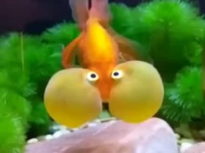 Fish bounce