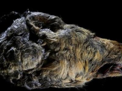 Une gigantesque tête de loup vieille de 32 000 ans découverte en Sibérie