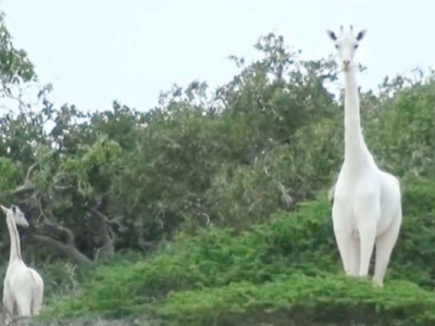https://www.lemonde.fr/afrique/article/2020/03/11/au-kenya-l-unique-girafe-blanche-femelle-et-son-petit-tues-par-des-braconniers_6032601_3212.html