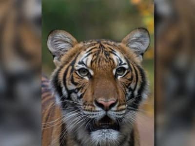 Covid-19 : Un tigre du zoo de New York testé positif