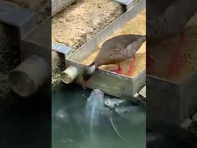 Un canard qui nourrit des poissons