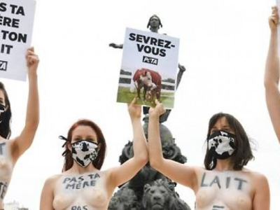 https://www.lepoint.fr/societe/des-militantes-seins-nus-denoncent-a-paris-le-calvaire-des-vaches-laitieres-05-06-2020-2378610_23.php