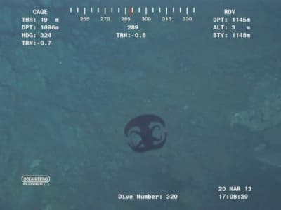 Deep sea creatures seen by ROVs