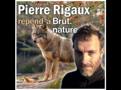 Réponse à un reportage de Brut nature FR sur les bergers et les loups en France, par Pierre Rigaux.