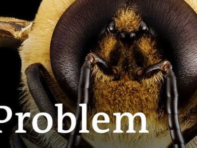 Pourquoi les abeilles à miel c'est de la grosse merde et avoir une ruche chez soi c'est à l'opposé de l'écologie :