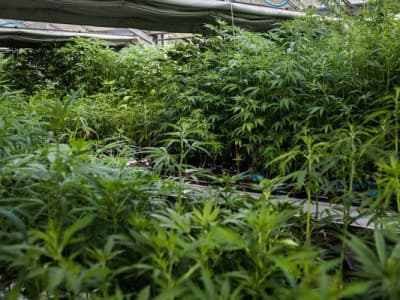Lausanne cherche un millier de volontaires pour leur vendre du cannabis légal