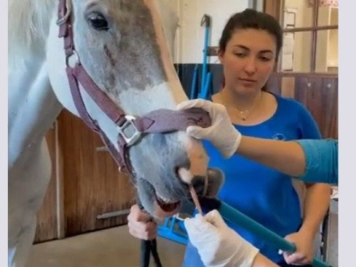 https://www.koreus.com/video/retrait-bandages-compressifs-narine-cheval.html