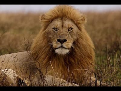 Le propriétaire d'un centre animalier privé dévoré par un lion alors qu'il lui apportait à manger.