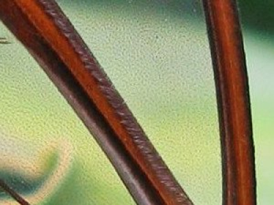 https://www.nationalgeographic.fr/sciences/les-ailes-des-papillons-ont-inspire-de-nouveaux-implants-oculaires