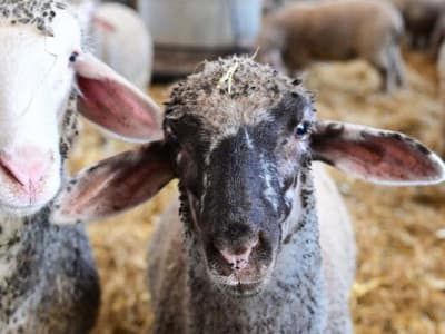 Des moutons dévorent 300 kgs de cannabis médical