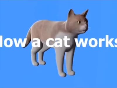 Comment fonctionne un chat ?