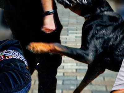 Rottweiler agressif - Dernière chance de dressage